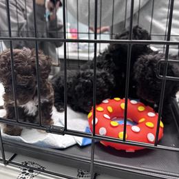 Poodle All Grown Up from Parti-Pawz