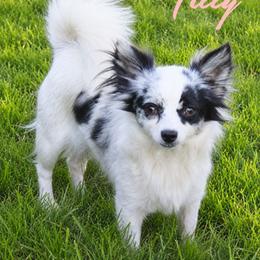 Tilly - Chihuahua