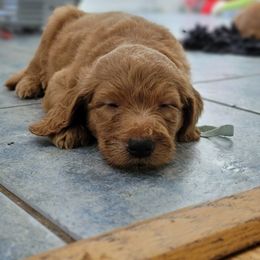 Ron - Red  Goldendoodle puppy in Wolcottville, Indiana from Indiana Goldens