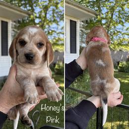 SOLD - Honeys Pink - Black tan and redtick female Beagle puppy in Brownsville, Oregon from Beagles on the Run