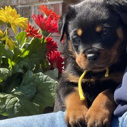 3rd pick male - Black and mahogany male Rottweiler puppy in Burlington, Kentucky from vom Blaurasen Rottweilers
