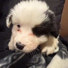 Alaska - Black and white male American Corgi puppy in Heyworth, Illinois from Schumaker Corgis