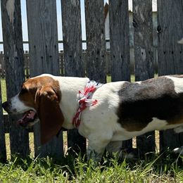 Basset Hounds from R&D basset barn