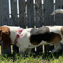 Basset Hounds from R&D basset barn