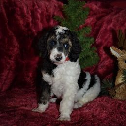 Vixen - G3 Red Female - Parti female Poodle puppy in Nelson, Missouri from MD Triple Creek Ranch
