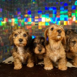 American Corgi, Dachshund, and Pembroke Welsh Corgi Puppies from Shining A Lowriders & Co.