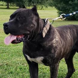 Perro de Presa Canarios from Reaper's Instinct Presa