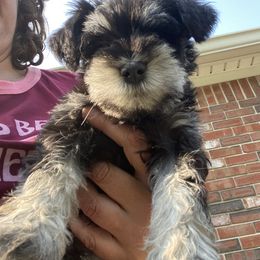 Miniature Schnauzer Puppies from Four Seasons Schnauzers