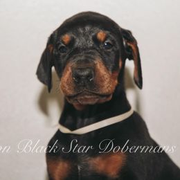 "B litter " Doberman Pinscher Puppies from Black Star Dobermans