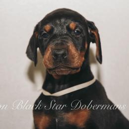"B litter " Doberman Pinscher Puppies from Black Star Dobermans