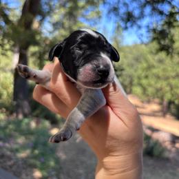 Ginger - rose collar - Black roan female German Shorthaired Pointer puppy in Mokelumne Hill, California from Underhill GSP