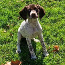 German Shorthaired Pointers from Freestone GSP