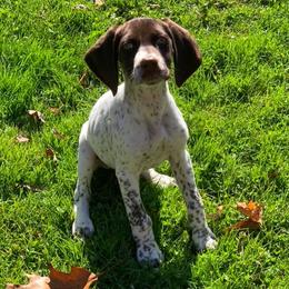 German Shorthaired Pointers from Freestone GSP