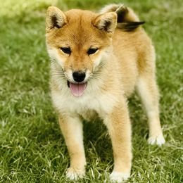 Pearl - Red female Shiba Inu puppy in Trenton, Nebraska from Prairie Shibas
