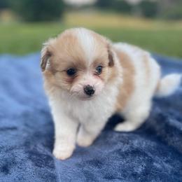Pomapoo Marigold - Cream parti female Pomeranian puppy in Stuart, Virginia from Lil Aussie Posse