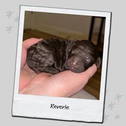 Reverie - Brown female Poodle puppy in Spring Branch, Texas from Mezzo Poodles