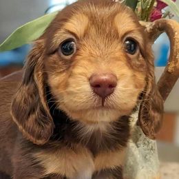 Stella - Dachshund