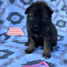 Smelaya - Sable female German Shepherd puppy in New Cambria, Missouri from Des Hausraben Shepherds