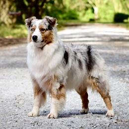 Rosie - Australian Shepherd