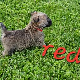 Boy red - Red wheaten male Cairn Terrier puppy in Lore City, Ohio from Loves Kennel