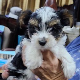 Alfalfa - Parti male Yorkshire Terrier puppy in Tacoma, Washington from Anks Toys Yorkshire terriers