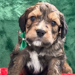 Gunner - Brown and white male Bernedoodle puppy in Phelan, California from PuppyPaws4U