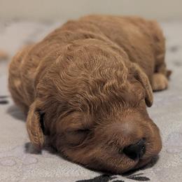 White collar - Cream male Goldendoodle puppy in Connecticut from Valley View Doodles