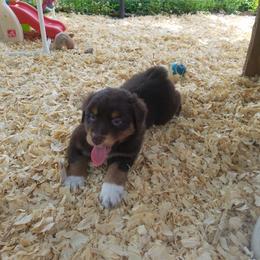 Australian Shepherd Puppies from Covenant View Farm Australian Shepherds