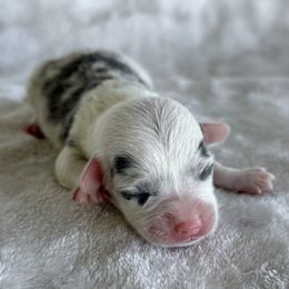 Finn - Blue merle and white male American Corgi puppy in Okeechobee, Florida from HotShot Kennels