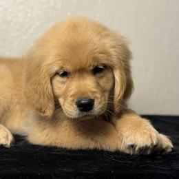 Yam - Dark golden female Golden Retriever puppy in Touchet, Washington from Northwest Rainbow Aussies and Golden Retrievers