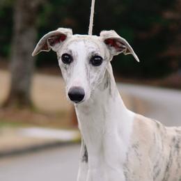 Tinka - Whippet