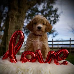 Rainbow - Apricot female Goldendoodle puppy in Mc Arthur, California from California Golden Love