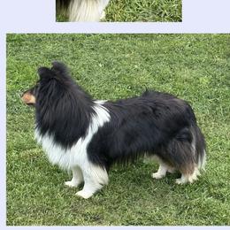 Cosmo - Shetland Sheepdog