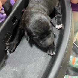 Spice - Black female Labradoodle puppy in Craig, Nebraska from Top Knot Companions Poodles and Labradoodles