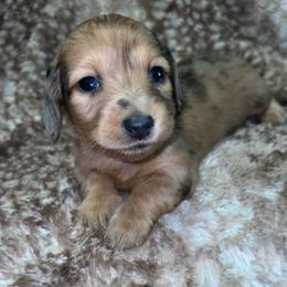 Beth (PET ONLY) - Dapple female Dachshund puppy in Goldthwaite, Texas from Mini Mama Dachshunds