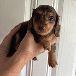 Girl 1 - Dapple female Dachshund puppy in Hindsville, Arkansas from Okie Dokie Doxie