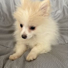 Teddy - Cream parti male Pomeranian puppy in Effort, Pennsylvania from Pomeranian Puppies