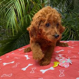 Daidai - Red  female Poodle puppy in Fort Myers, Florida from Katherine’s Yorkies and Poodles
