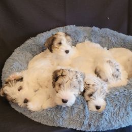 Sealyham Terriers from Blackmore's Sealyham Terriers