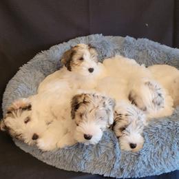 Sealyham Terriers from Blackmore's Sealyham Terriers