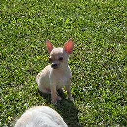 Taco - Fawn and white male Chihuahua puppy in Amity, Pennsylvania from Baxters Chihuahuas