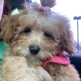 Poodle Puppies from Singing Sands Poodles