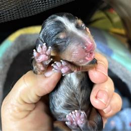 Stripe - Parti female Yorkshire Terrier puppy in Phoenix, Arizona from Coursey’s Yorkies
