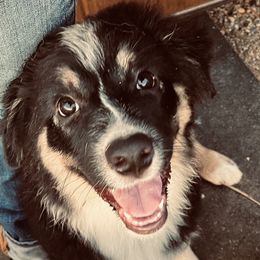 "Daisy" - Black tri-color Australian Shepherd puppy in Edgartown, Massachusetts from Black Pond Australian Shepherds