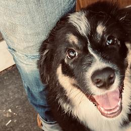 "Daisy" - Black tri-color Australian Shepherd puppy in Edgartown, Massachusetts from Black Pond Australian Shepherds