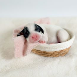 Venus - Black and white female Cockapoo puppy in Pledger, Texas from Sugarbear Cockapoos