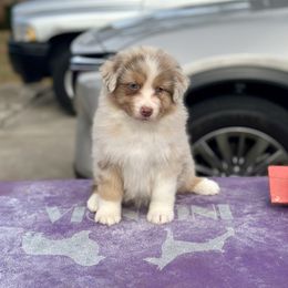 Snow - Red merle Australian Shepherd puppy in Augusta, Georgia from Incendia Aussies & Dobies