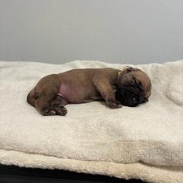 Mimosa - Fawn female Great Dane puppy in Marble Falls, Texas from Notorious Great Danes