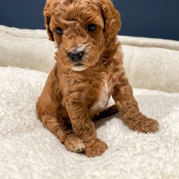 Cavapoo Puppies from SoCal Cavapoos