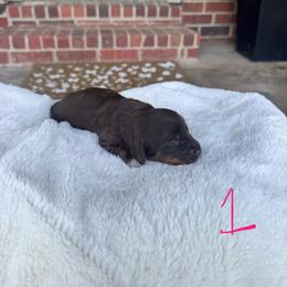Sadie - Chocolate female Dachshund puppy in Nashville, Arkansas from Dixies Dachshunds